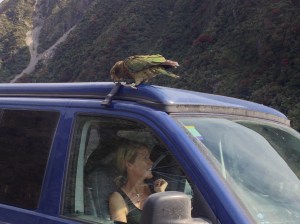 Kea eating Taranga